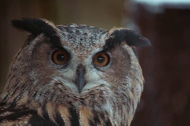 Avrasya kartal baykuş (Bubo bubo closeup)