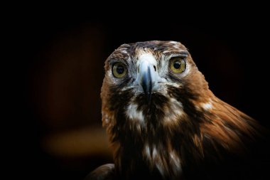 Altın Kartal Portresi (Aquila chrysaetos). Altın kartal yakın plan, güçlü kartal