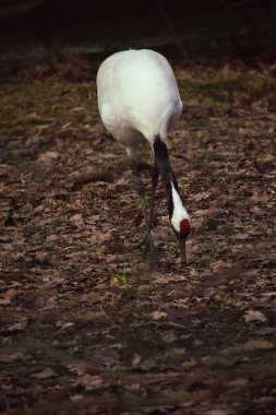 Beautiful closeup portrait of Red-crowned Japanese Crane clipart