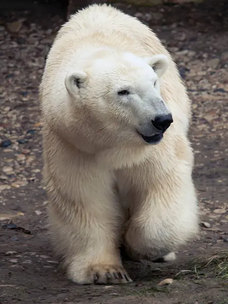 北极熊走过岩石冻土带动物园照片 — 图库照片#