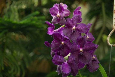 Orkide. Kırmızı orkide. Orkide çiçeklerin kraliçesidir. Tropik bahçede orkide. Doğada orkide.