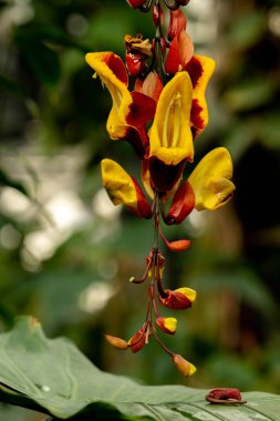 Thunbergia mysorensis, also called Mysore trumpetvine or Indian clock vine, is a species of flowering plant in the family Acanthaceae. clipart