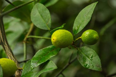 Yeşil limon kireç Ağaçta asılı.