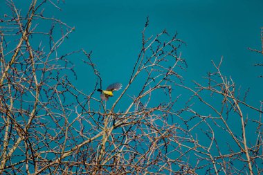 Komik küçük kuş, meme faresi parlak güneşli gökyüzüne doğru uçuyor.