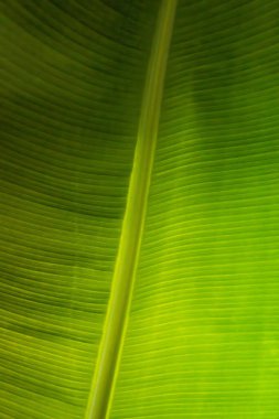 arkaplan resmi olarak yeşil yaprak kapat