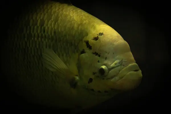 Gourami in the freshwater aquarium. Ornamental big fish in public aquarium