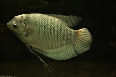 Akvaryumda su altında yüzen dev gourami balığı.