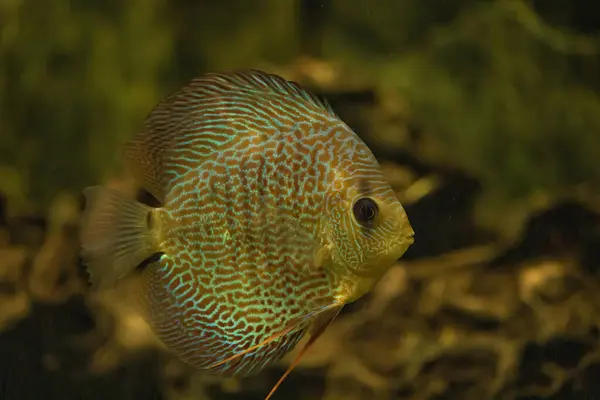 Discus fish swimming in freshwater. Discus fishes are native to the Amazon River.