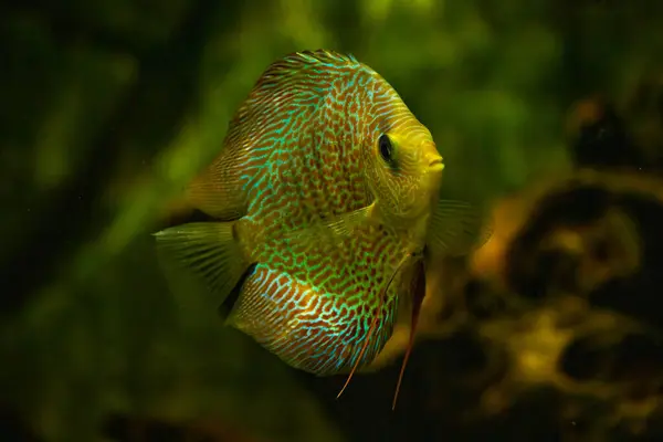 discus fish swimming in freshwater. Discus fishes are native to the Amazon River.