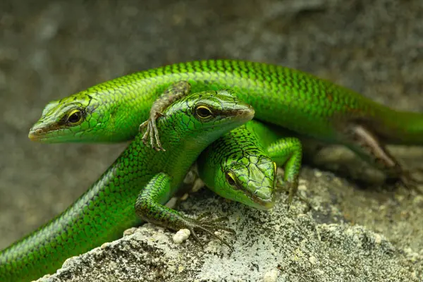 couple of green little lizards sitting on stone wall