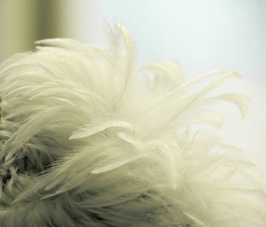 Siyah arka planda beyaz bir tüye yakın plan. makro fotoğraf