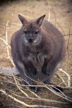 Bennet Wallaby (Macropus rufogrisens). Kırmızı boyunlu vallabiler