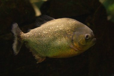 Kırmızı karınlı piranha da bilinen kırmızı piranha (Pygocentrus nattereri).