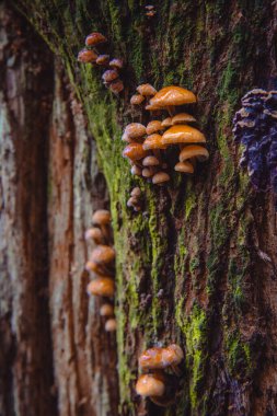 Yenilebilir mantarların yakın plan çekimi Enokitake Altın İğne Mantarı Lily mantar mantarları kış mantarları veya kış mantarı kadife kadife kadife saplı veya kadife saplı (Flammulina velutipes))