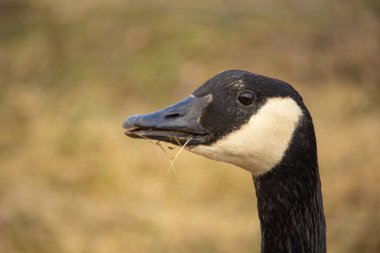 Brant 'in ya da Kanada Kaz Yayı' nın başına yakın çekim