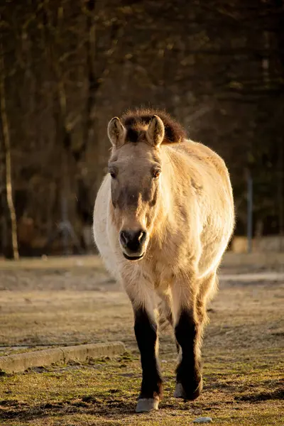 stock image Przewalski's or Dzungarian horse, is a rare and endangered subspecies of wild horse. Also know as Asian wild horse and Mongolian wild horse. Head close up image.