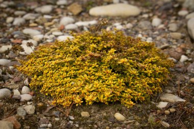 Thymus vulgaris (bahçede yaygın kekik bahçesi)