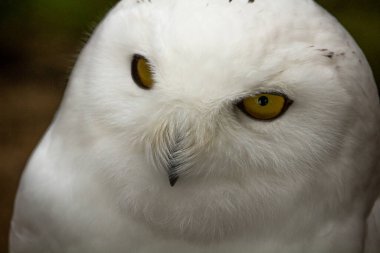 The Snowy Owl (Nyctea scandiaca) (Bubo scandiacus) is a large owl of the typical owl family Strigidae.  clipart