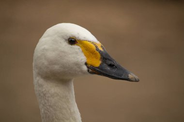 Bewicks veya Tundra Swan - Cygnus bewickii 'nin başını Bill ile yakın plan