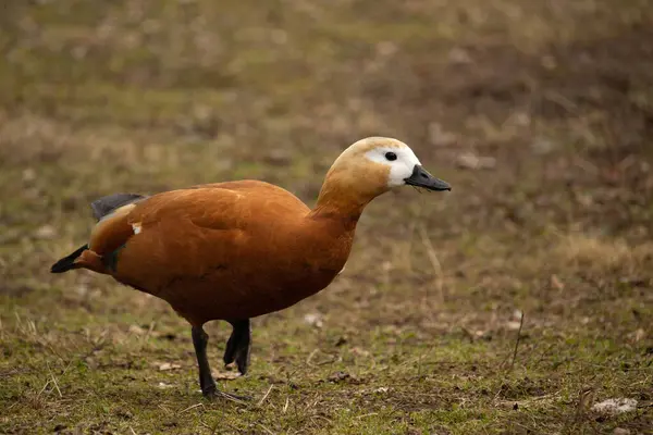 Red duck female, Ruddy Shelduck, known as the Brahminy Duck