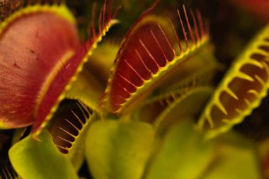 Venüs sinekkapanı yaprakları, Dionaea muscipula, subtropikal etobur bitki.
