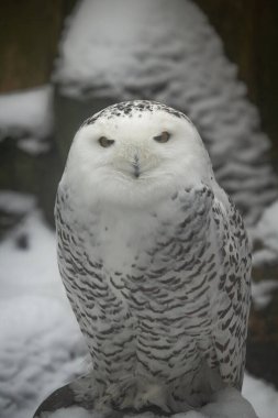 The Snowy Owl, Bubo scandiacus is a large, white owl of the typical owl family. clipart