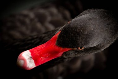Close-up shot of a black swan. Portrait of a graceful bird. Black feathers and red beak. clipart