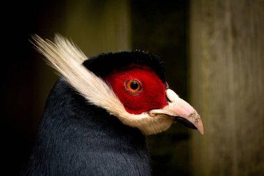 Mavi kulaklı sülün portresi, esaret altındaki kuş, koyu arkaplan