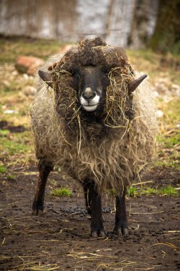 Estonian local Sheep. A close up of a male sheep    clipart