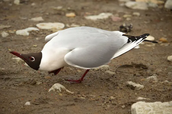 Kroicocephalus ridibundus adında siyah başlı bir martı. Bir dişinin önünde poz vermek