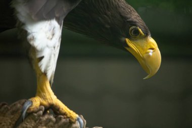 Bir Stellers deniz kartalının sarı bacaklarına yakın çekim. Keskin tırnaklar bir kütüğe tutunur. Tehlikeli pençeler.. 
