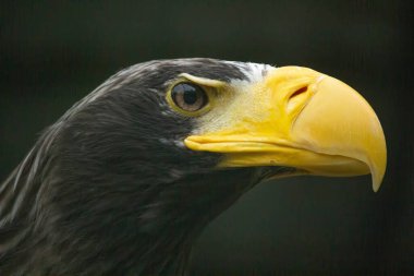 Steeller 'ın baş deniz kartalı sağ gözü kafaya yakın.