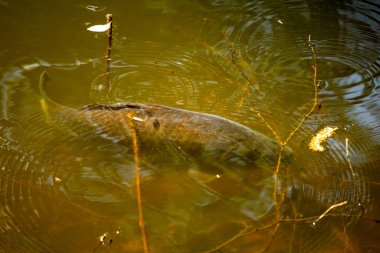 Suyun yüzeyinde büyük bir avrupa sazan balığı
