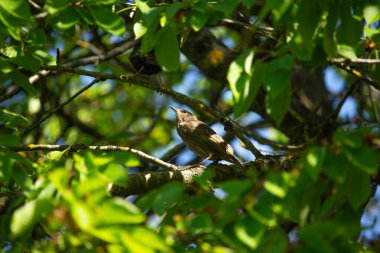 Genç siyah sığırcık bir dala oturmuş, gelecek nesil, yaz, yeşil arka plan