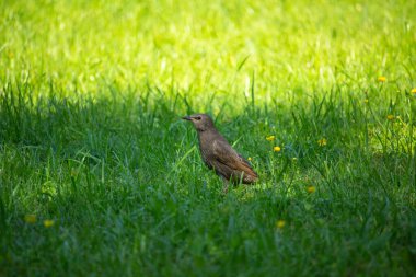 Genç siyah sığırcık portresi. Gelecek nesil, yaz, yeşil arka plan.