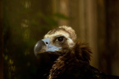 Cinereus Vulture, Avrupa Kara Akbaba portresi