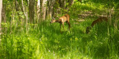 Avrupa yumurtası geyiği (Capreolus capreolus) çimlerin üzerinde durur. Yeşil çimlerin üzerinde yeşil arka planda genç yumurtlayan geyik.