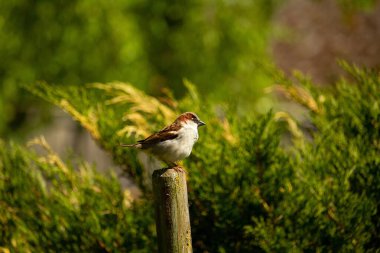 Avrupa ağaç serçesi, ilkbahar günü tahta bir direğe tünemişti.