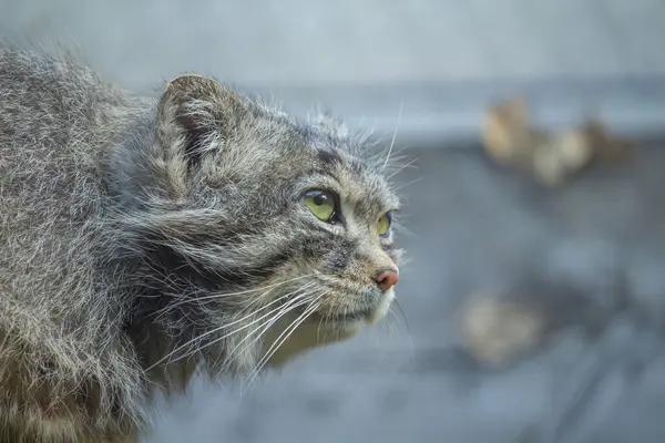 stock image Pallas's cat (Otocolobus manul), also known as the manul.