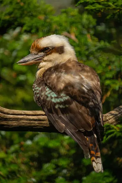 stock image Laughing kookaburra (Dacelo novaeguineae). Wild life animal.