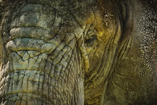 Baş Afrika Fili 'nin (Loxodonta africana). 