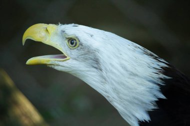 Siyah arka planda Amerikan Kel Kartalı. Kuşların sol tarafı.