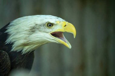 American Bald Eagle on dark background. open beak head shot.	