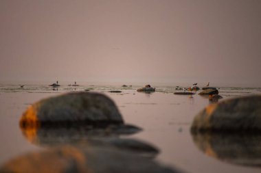 Kayalık denizin üzerinde koyu pembe ve turuncu gün batımı. Kıyı kayaları silueti, alacakaranlıkta denizde kuşlar. Güneş kumsalda batıyor ve denize yansıyor.