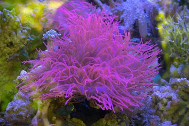 Renkli bir deniz şakayığı, renkli bir arka plan.