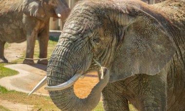 Afrika Fili 'nin (Loxodonta africana) yakın çekimi. Kadın branç yiyor.