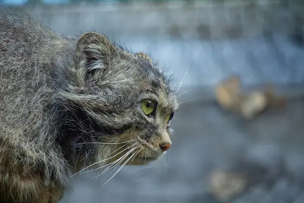 stock image Pallas cat (Otocolobus manul). Manul is living in the grasslands and montane steppes of Central Asia.