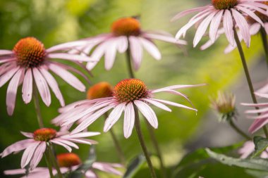Bahçede yaşayan ekinezya bitkisi yavrusu / çiçek açmış pembe yapraklı çiçekler.