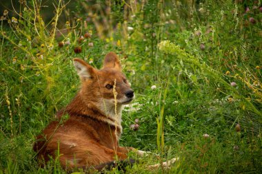 Dhole (Cuon alpinus) also known as the Asiatic Wild Dog Indian Wild Dog or Red Dog clipart