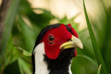 A male Silver Pheasant (Lophura nycthemera) head  clipart